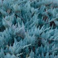 Juniperus horizontalis "Blue Chip" - borievka rozprestretá
